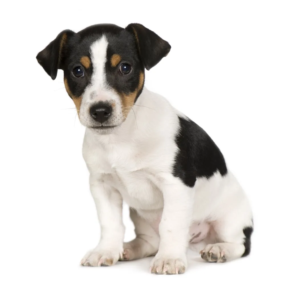 Imagem do filhote de Jack Russell Terrier