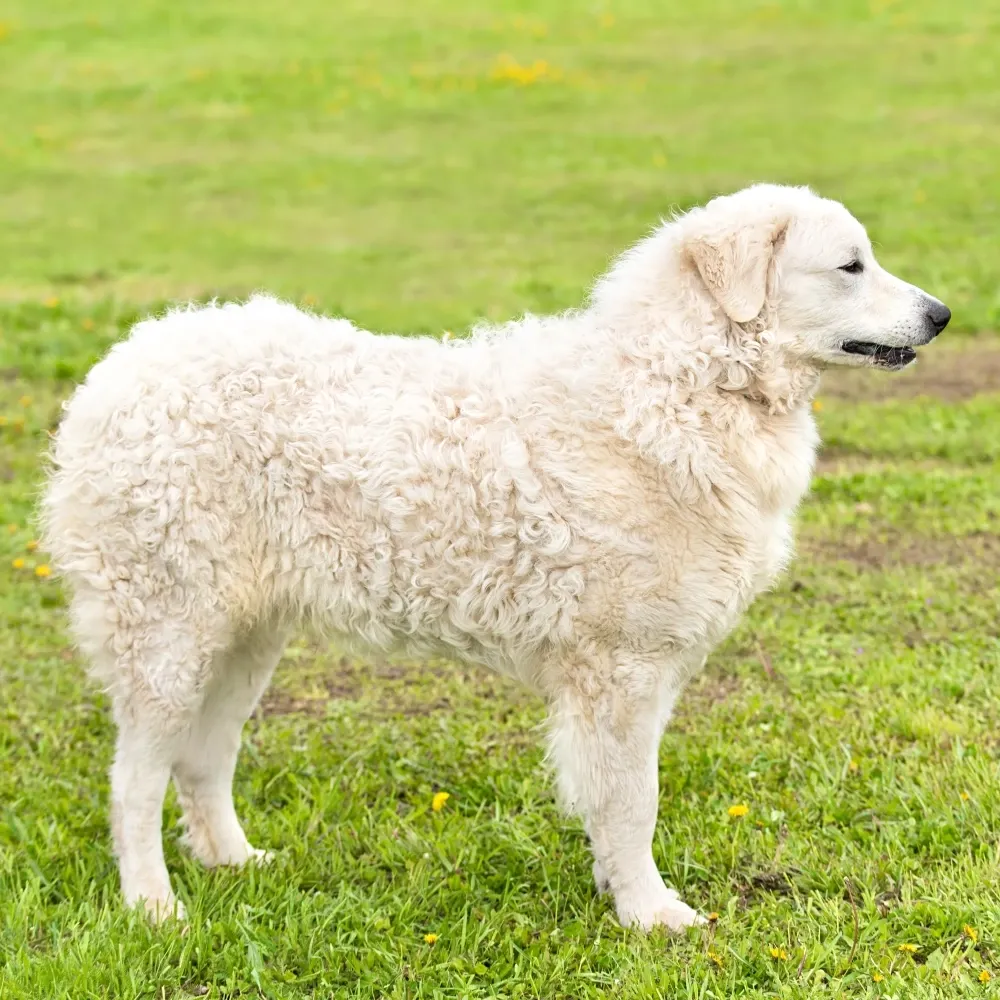Imagem da raça Kuvasz