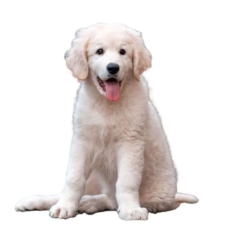 Imagem do filhote de Kuvasz