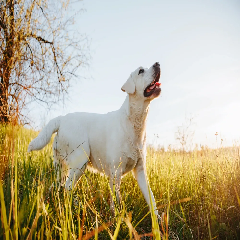 Labrador Retriever