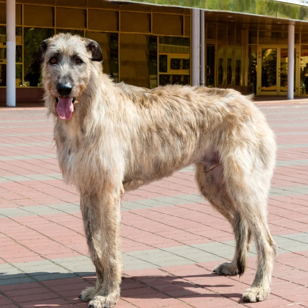 Imagem da raça Lébrel irlandês