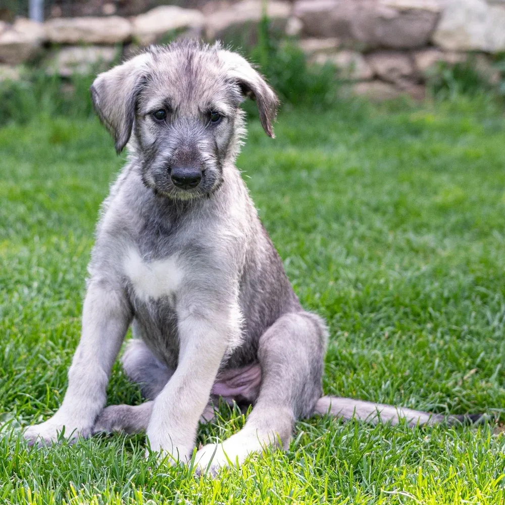 Imagem do filhote de Lébrel irlandês