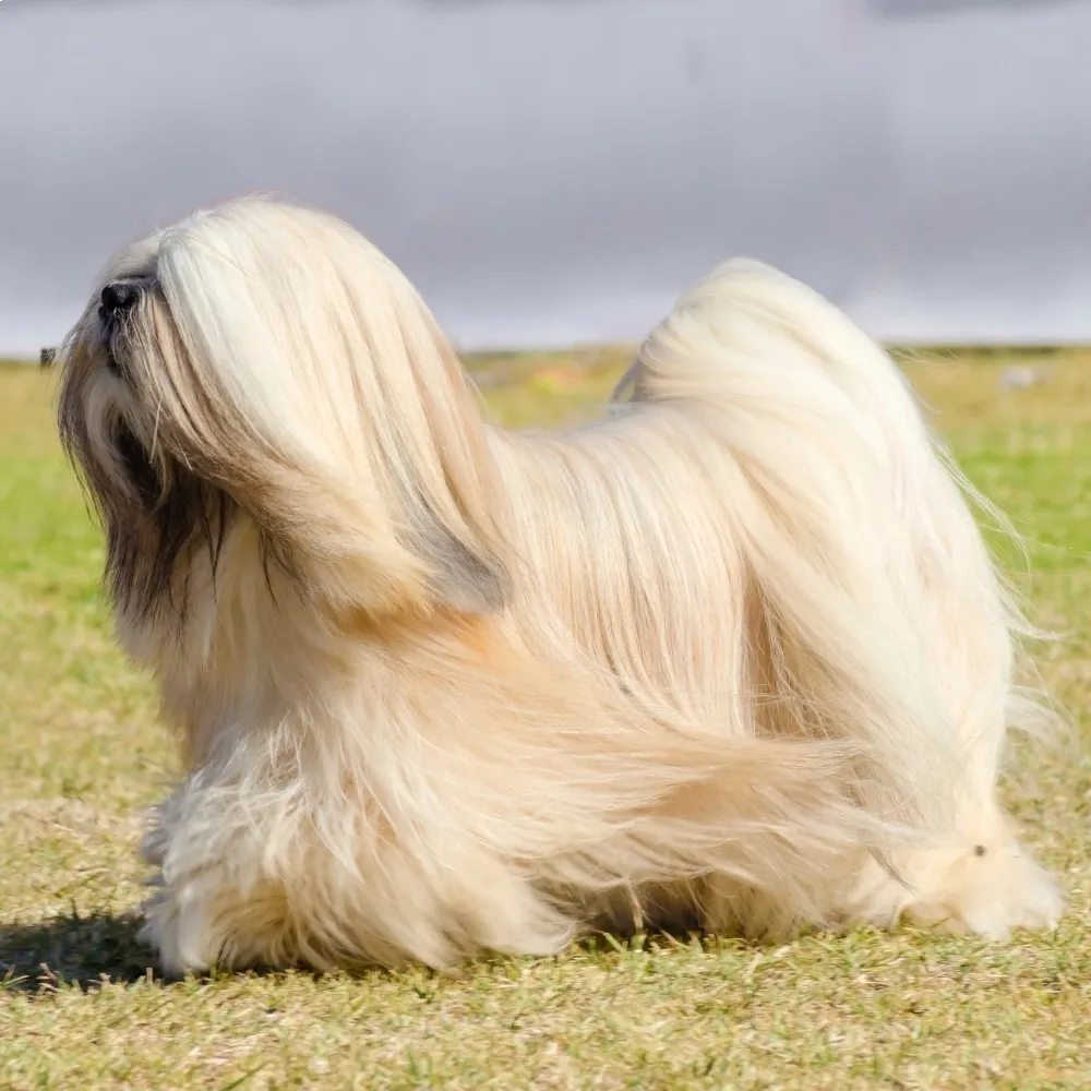 Imagem da raça Lhasa Apso