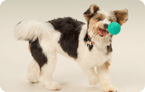 Imagem de cachorro com bolinha