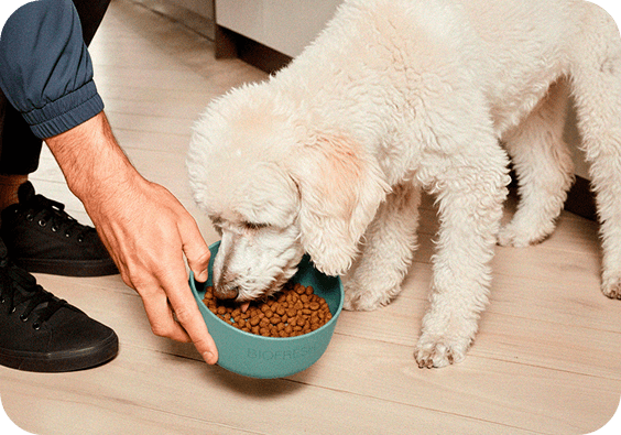 Imagem de cachorro comendo