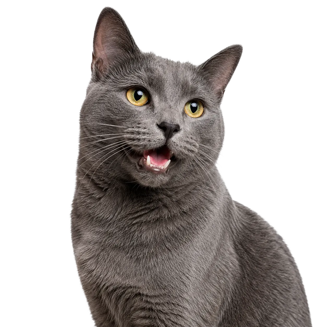 Imagem de gato cinza