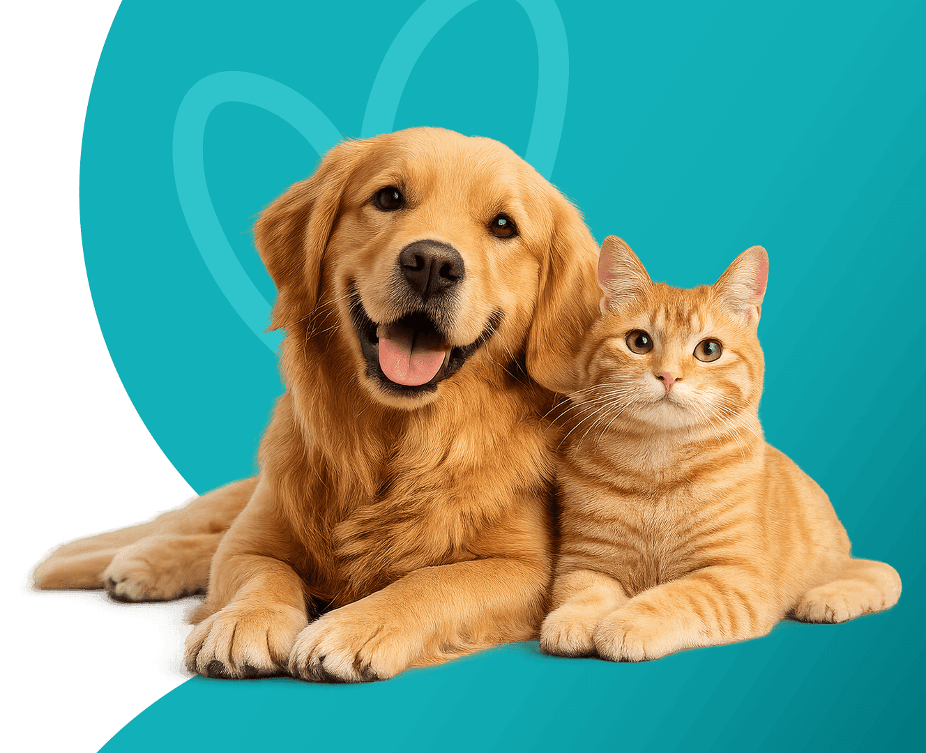 Cachorro Golden Retriever e Gato Laranja