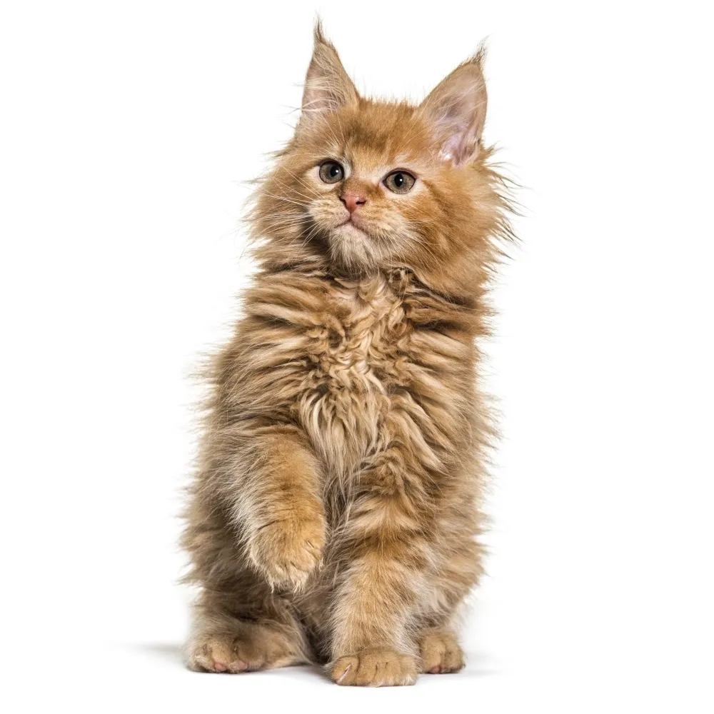 Imagem do filhote de Maine Coon