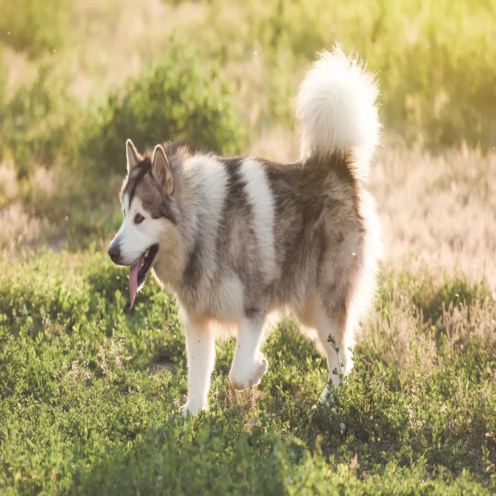 Malamute do Alasca