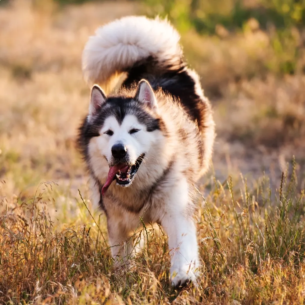 malamute_alasca_cachorro.webp