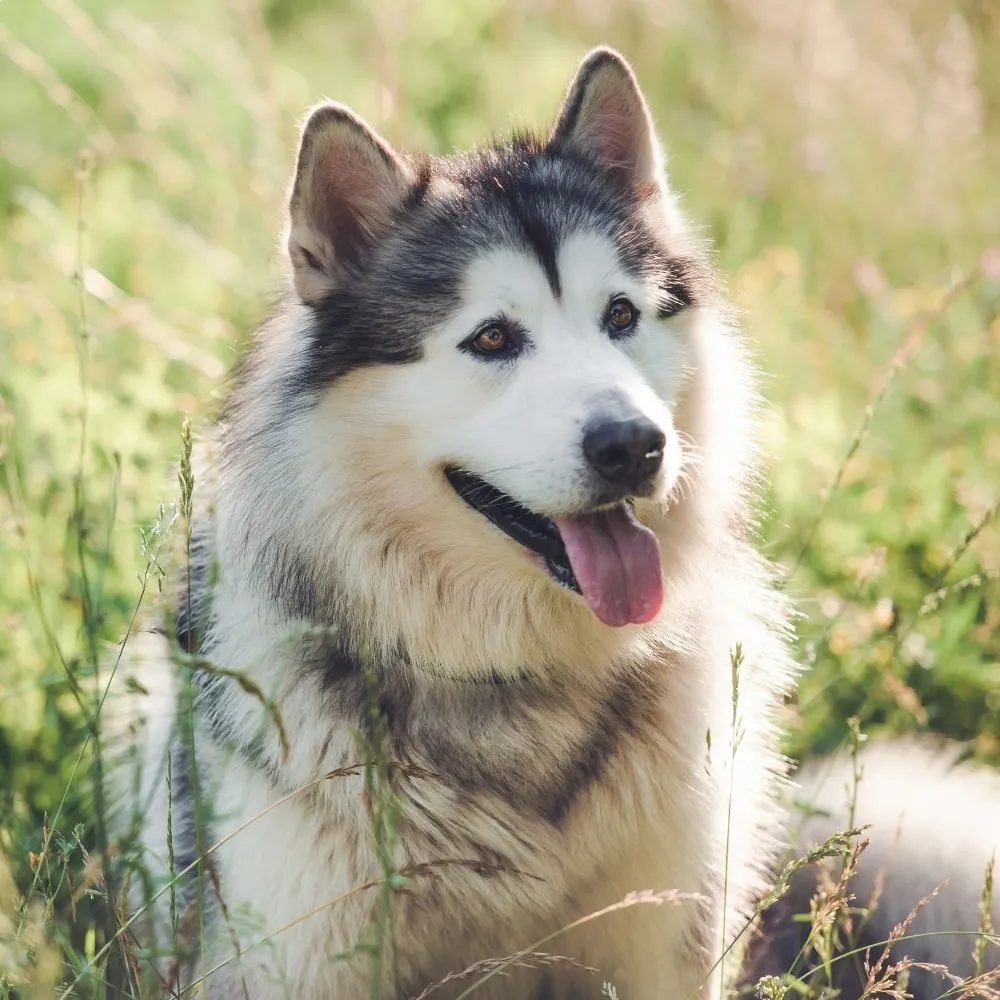 malamute_alasca_cao.webp