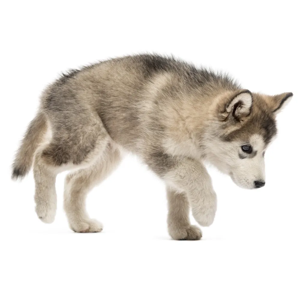 Imagem do filhote de Malamute do Alasca