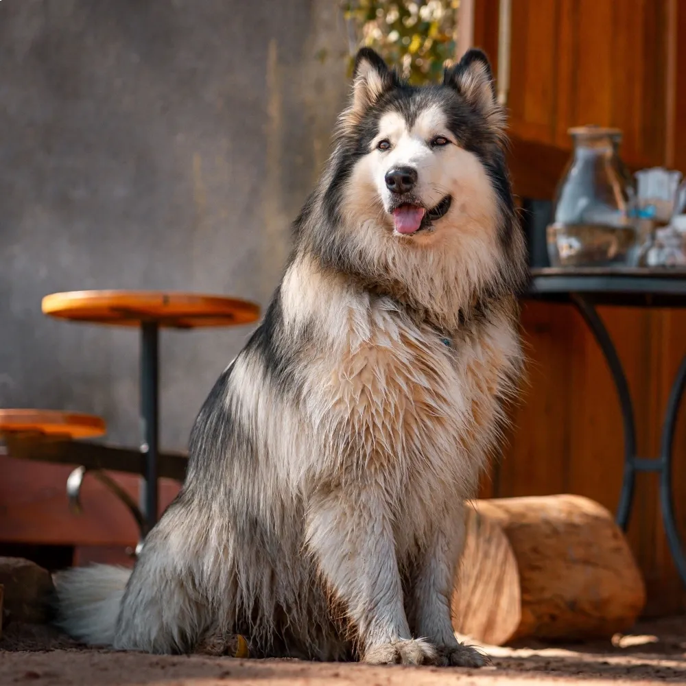 malamute_alasca_raca_cao.webp
