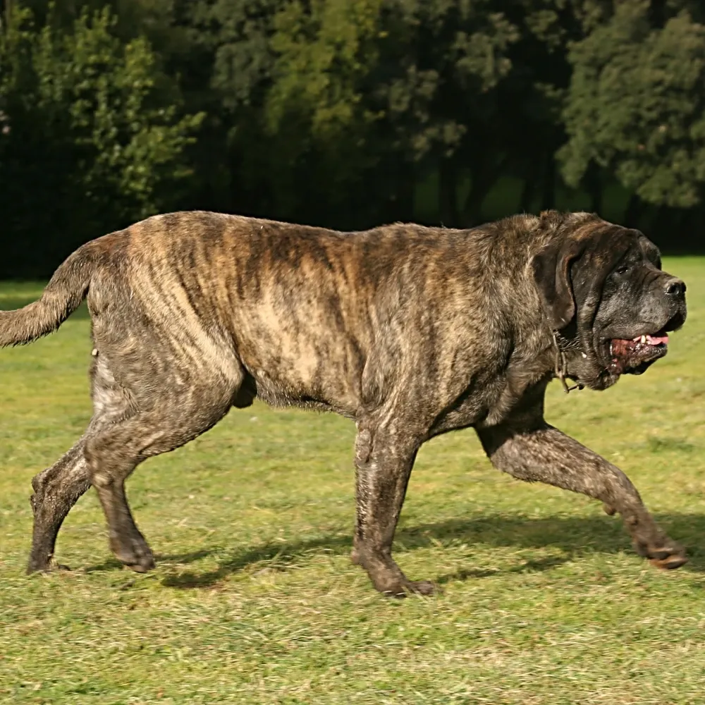 mastiff_cachorro.webp