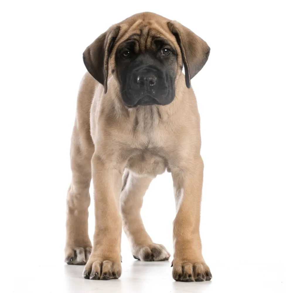 Imagem do filhote de Mastiff