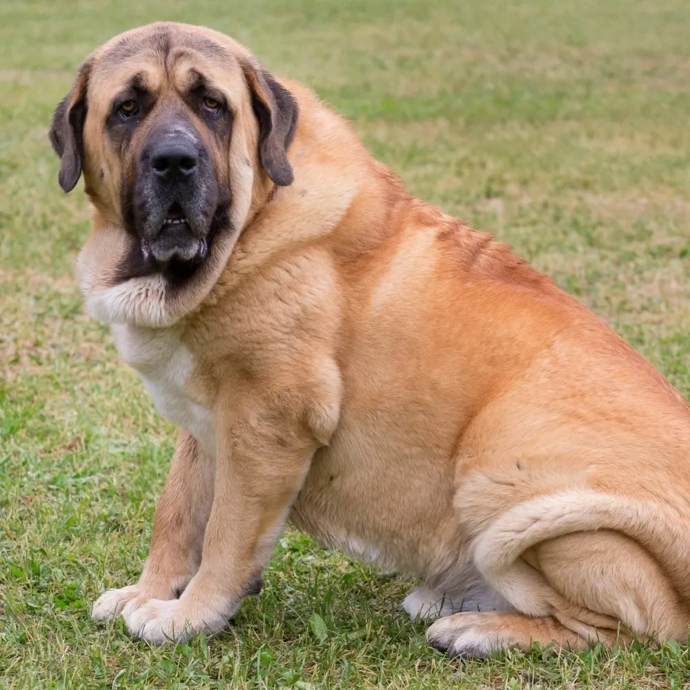 Imagem da raça Mastim Espanhol