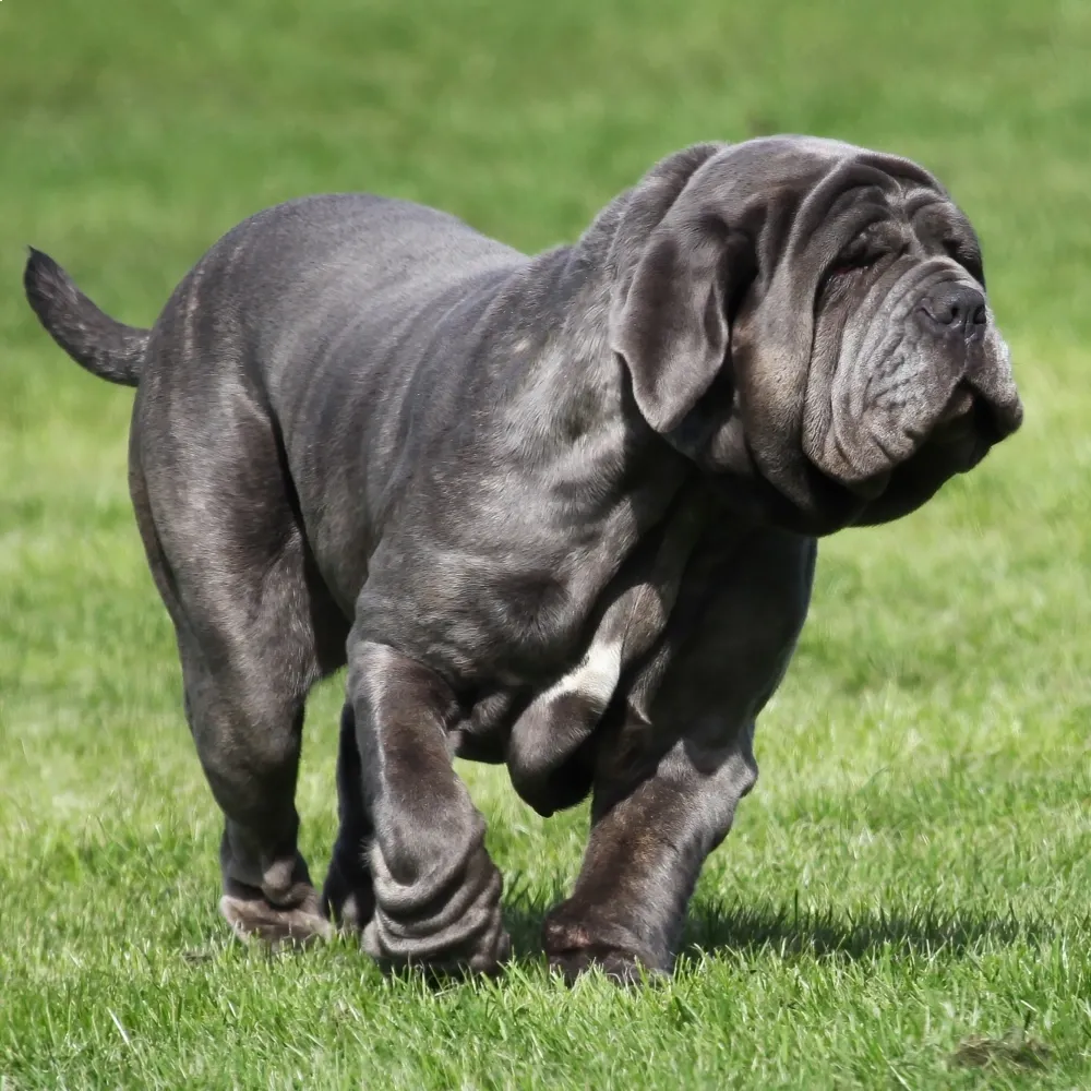 Imagem da raça Mastim Napolitano