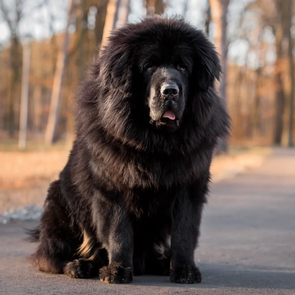 Imagem da raça Mastim Tibetano
