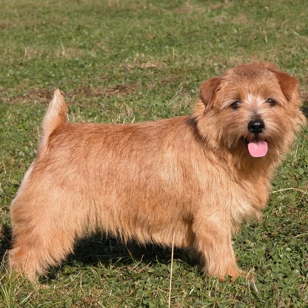 Imagem da raça Norfolk Terrier