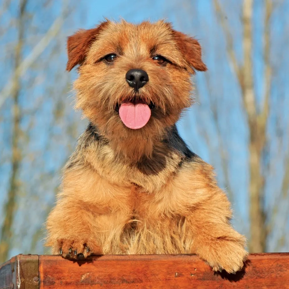 norfolk-terrier_cachorro.webp