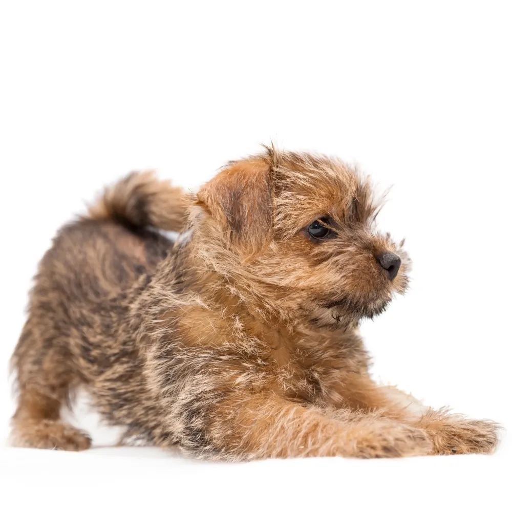 Imagem do filhote de Norfolk Terrier