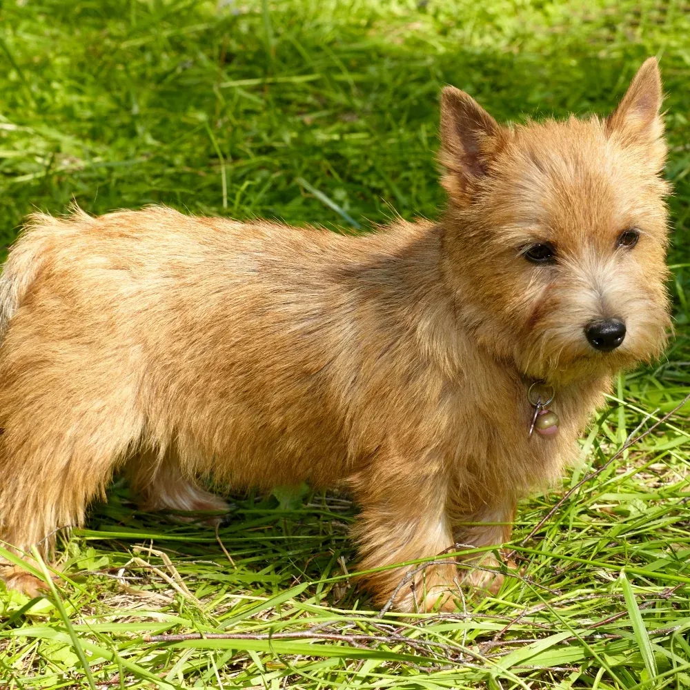 norfolk-terrier_raca_cao.webp