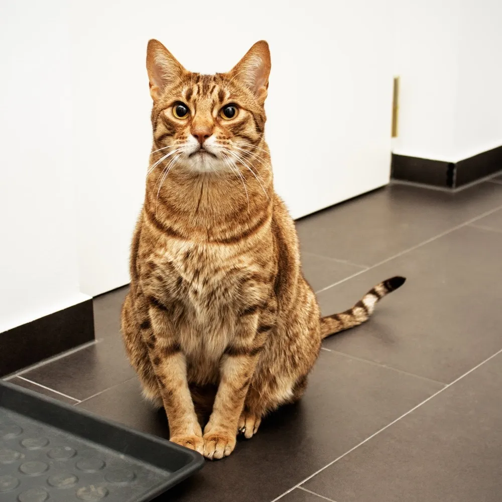 Imagem da raça Ocicat