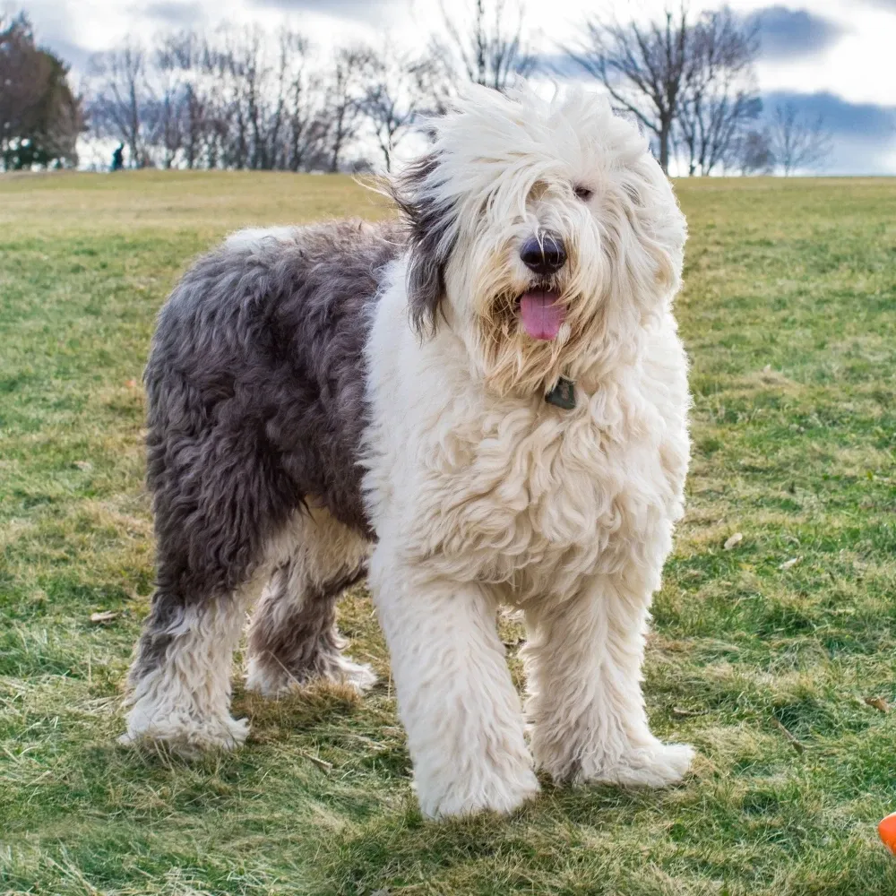 Imagem da raça Old English Sheepdog