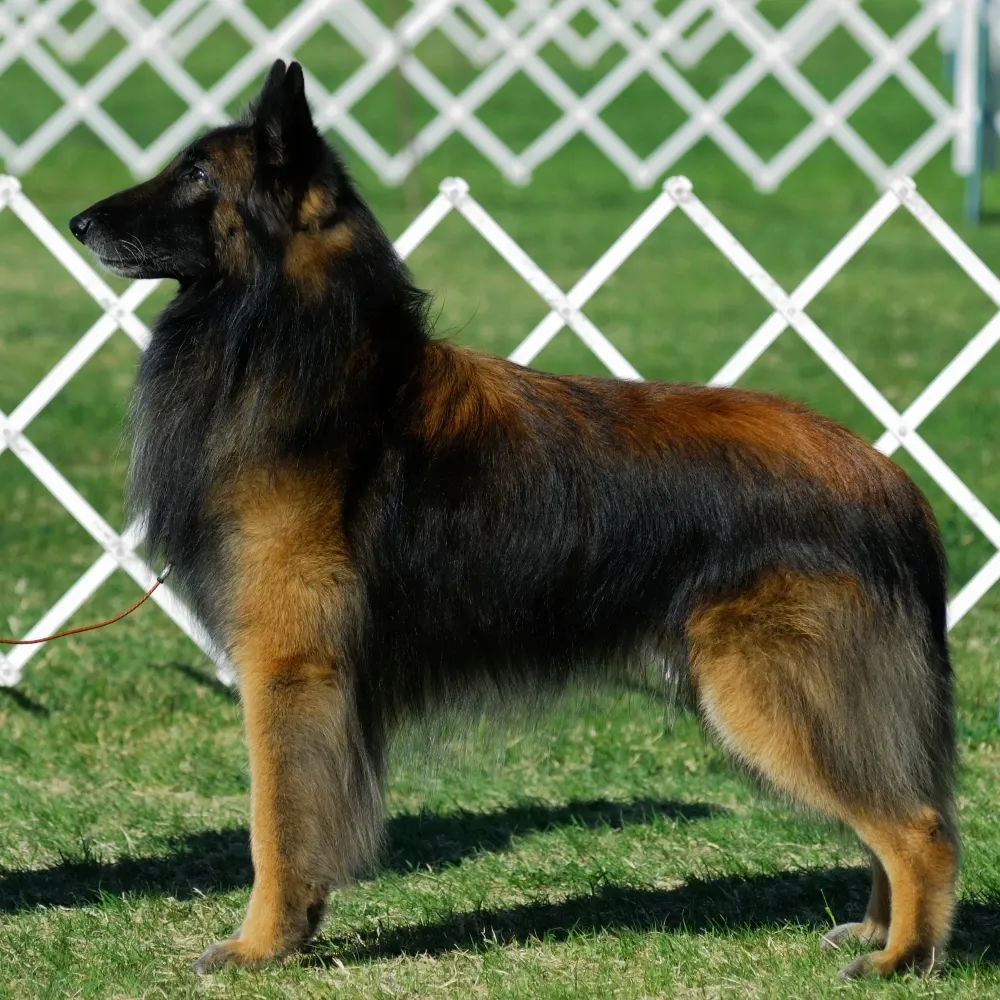 Imagem da raça Pastor Belga Tervuren