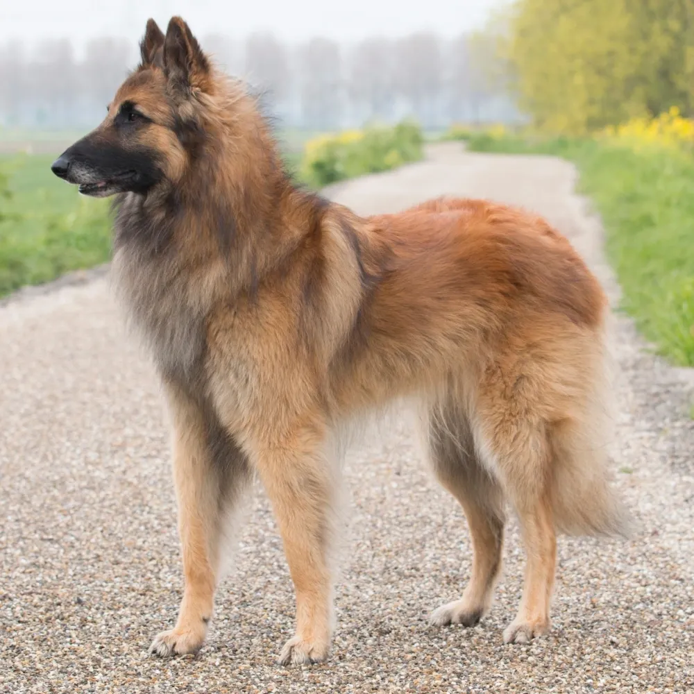 pastor-belga-tervuren_cachorro.webp