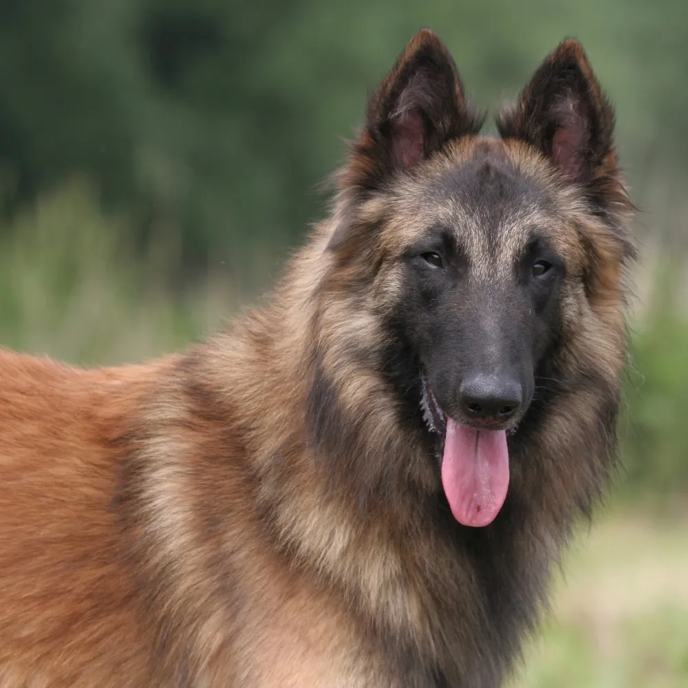 pastor-belga-tervuren_cao.webp