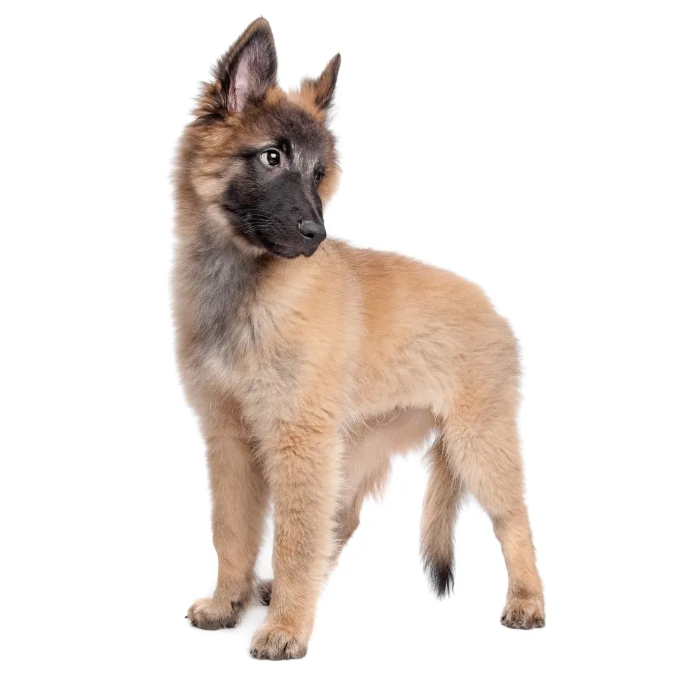 Imagem do filhote de Pastor Belga Tervuren