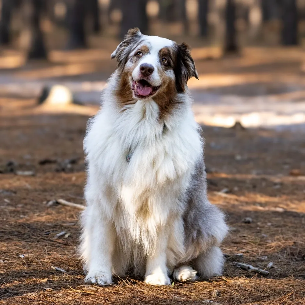Imagem da raça Pastor Australiano