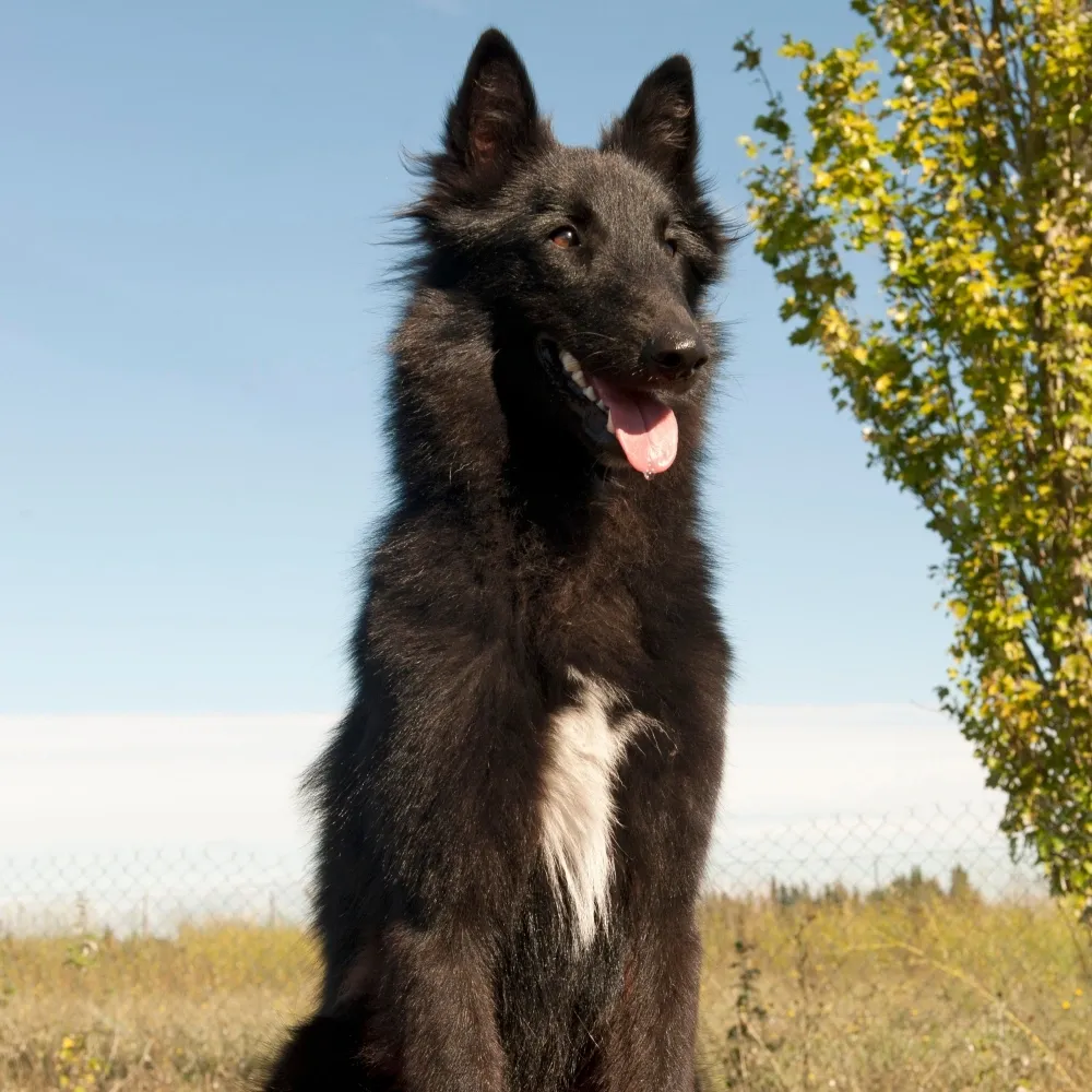 Imagem da raça Pastor Belga Groenendael
