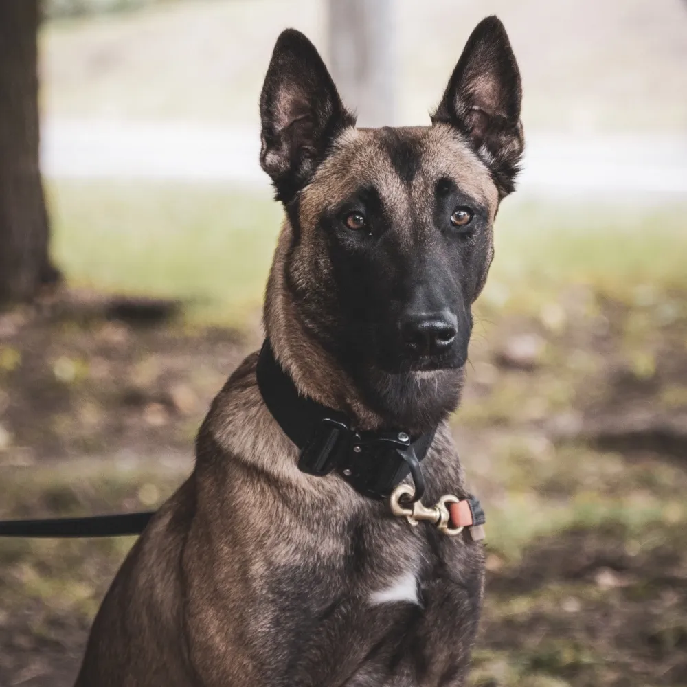 Imagem da raça Pastor Belga Malinois