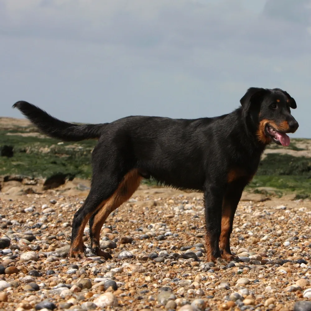 Imagem da raça Pastor de Beauce