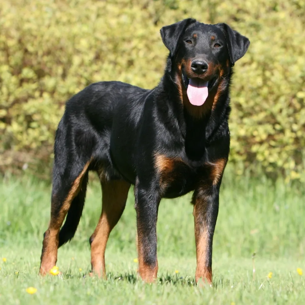 Imagem da raça Pastor de Beauce