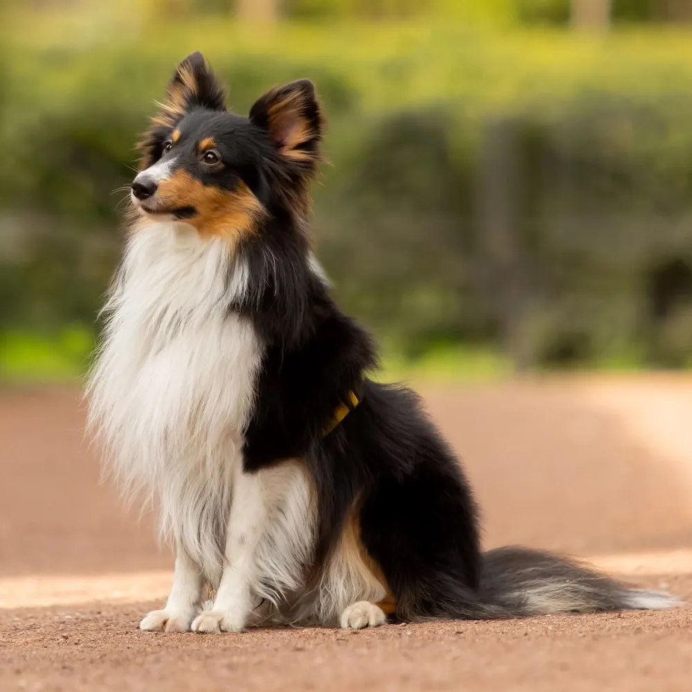 Imagem da raça Pastor de Shetland