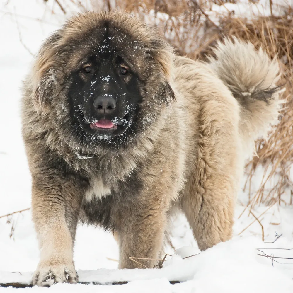 Imagem da raça Pastor do Cáucaso