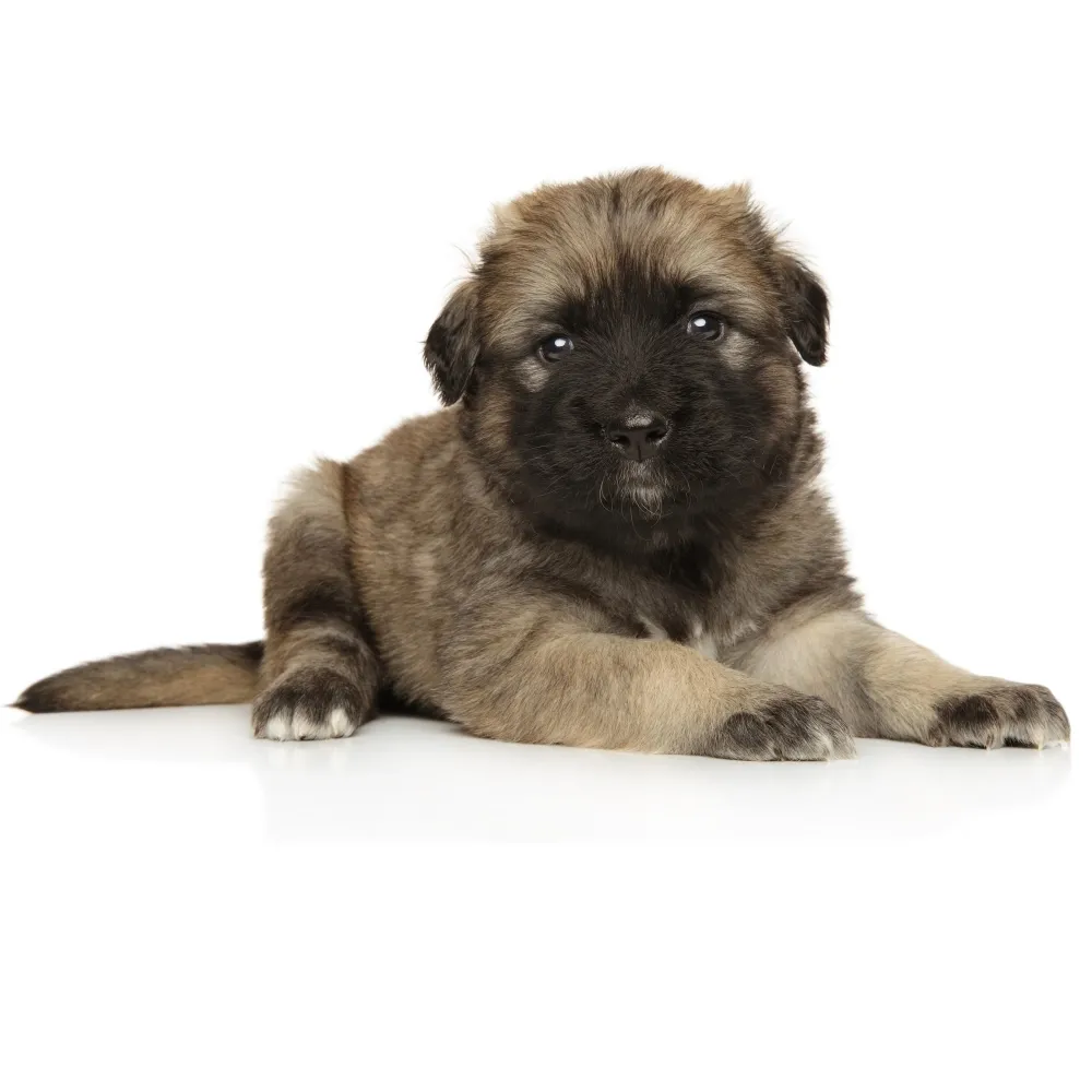 Imagem do filhote de Pastor do Cáucaso