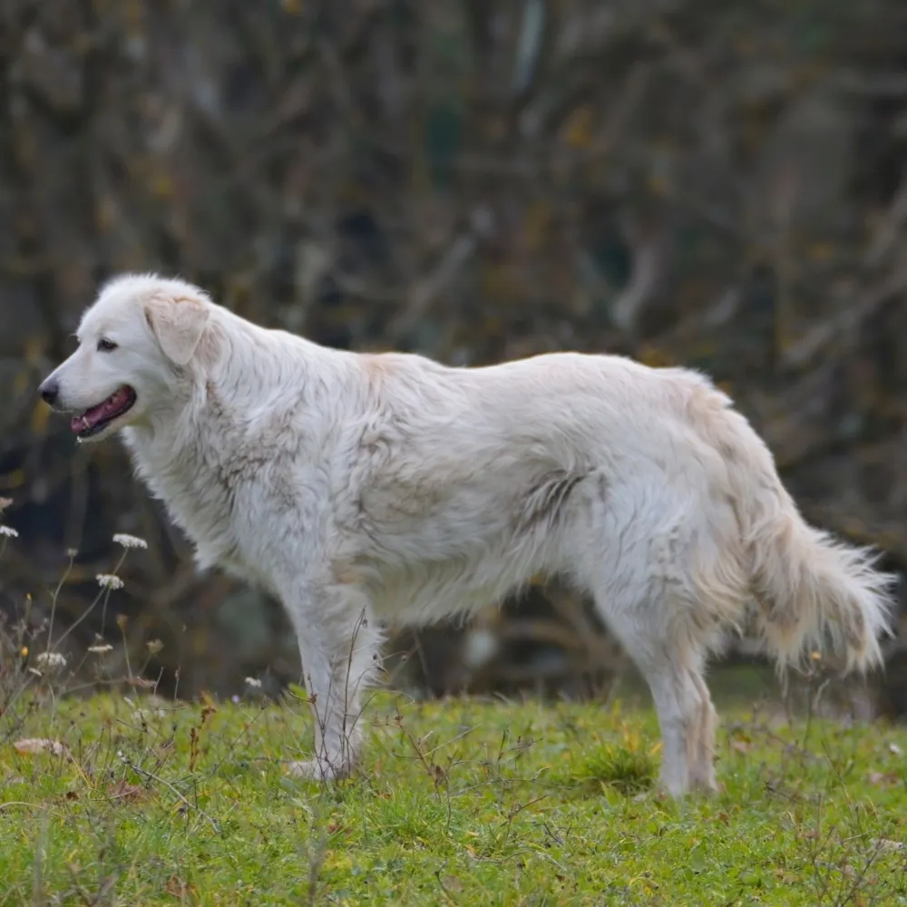 Imagem da raça Pastor Maremano Abruzês