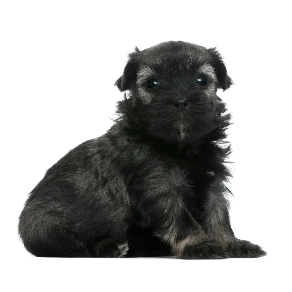 Imagem do filhote de Pequeno Cão Leão