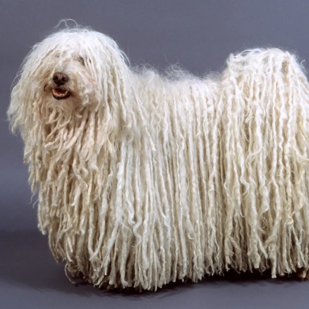 Imagem da raça Puli