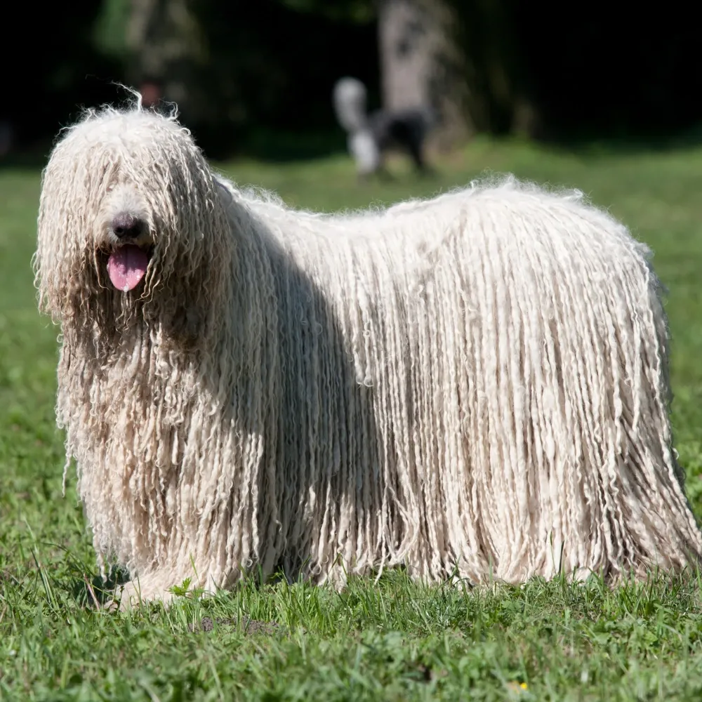 Imagem da raça Komondor
