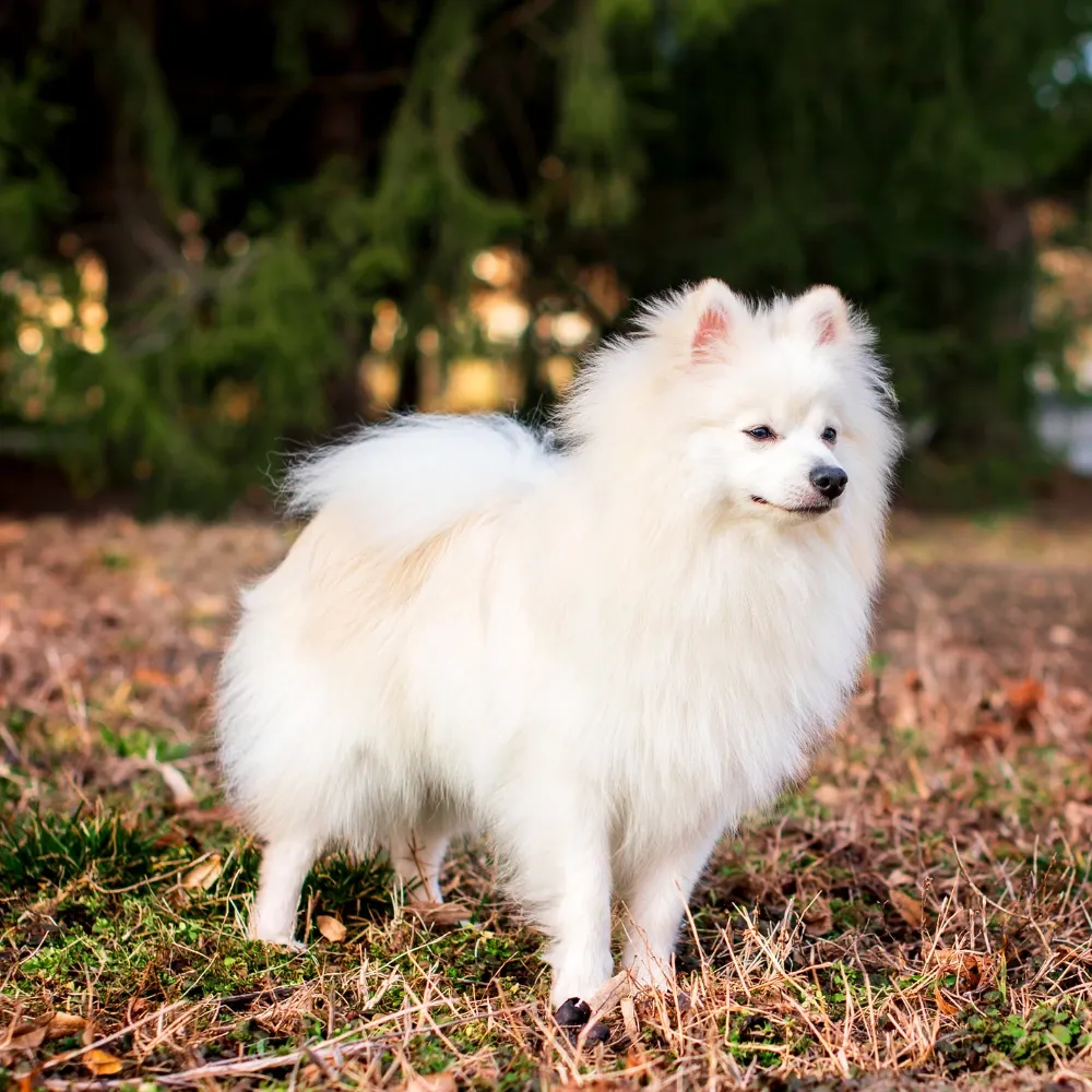 Imagem da raça Spitz Japonês