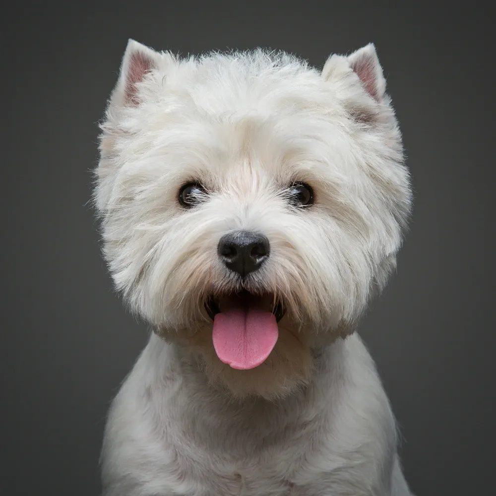 raca-west-highland-white-terrier.webp