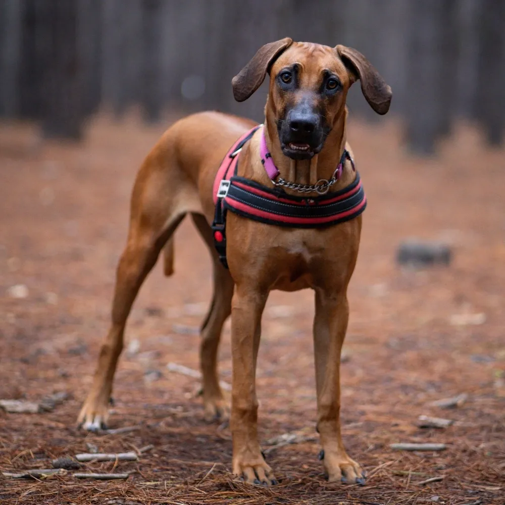 Imagem da raça Leão da Rodésia - Rhodesian Ridgeback