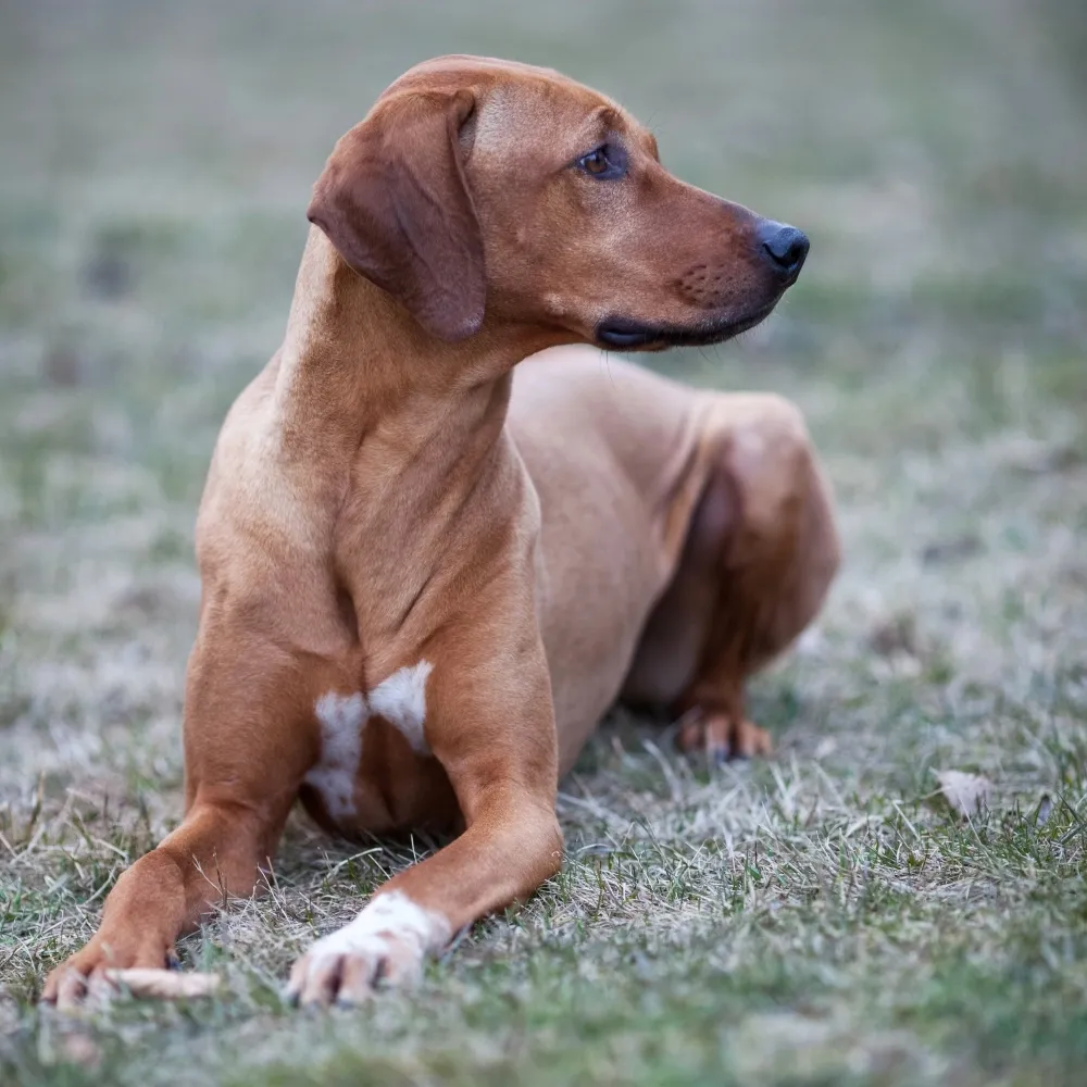 rhodesian-ridgeback_adulto.webp