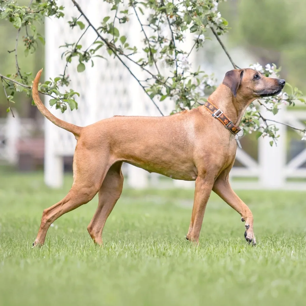 rhodesian-ridgeback_cachorro.webp