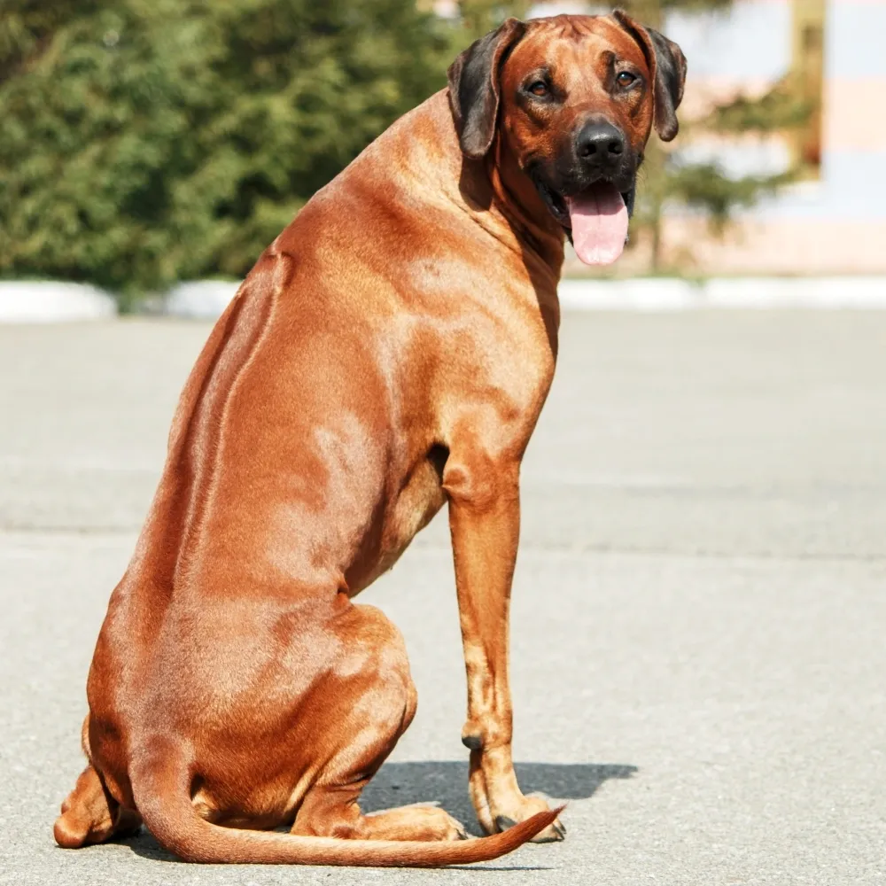 rhodesian-ridgeback_cao.webp
